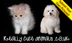 Really Cute Animals